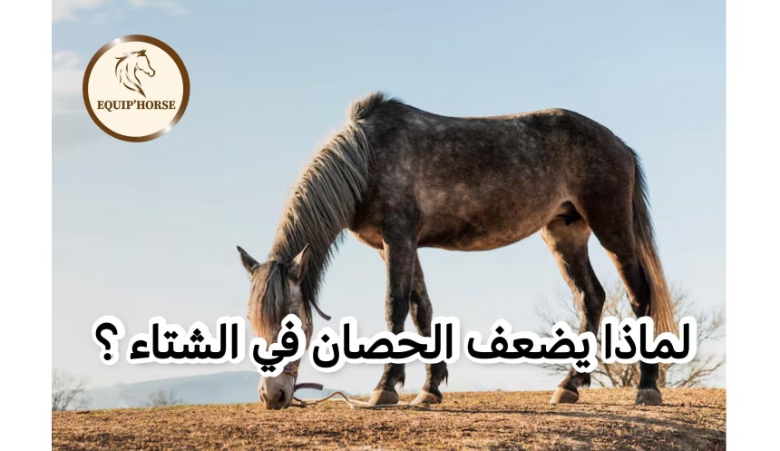 Pourquoi le cheval maigrit-il en hiver ? Les mécanismes clés